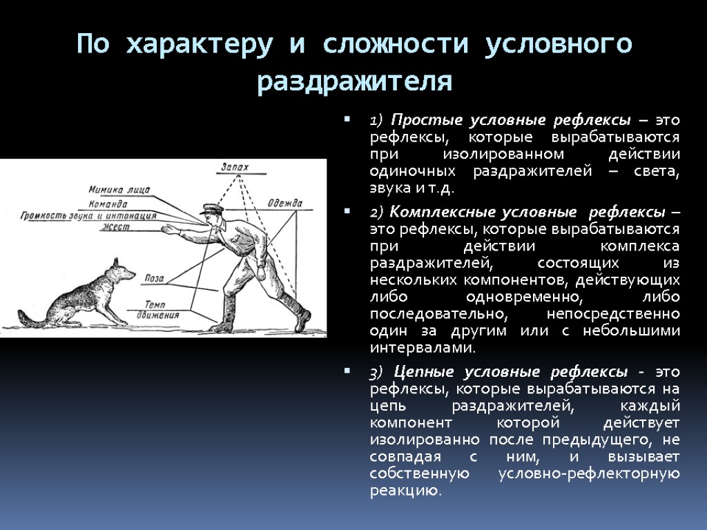 По характеру и сложности условного раздражителя 1) Простые условные рефлексы – это рефлексы, которые